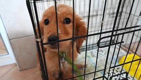 Kemer Belediyesi “Can dostlarına” sahip çıkıyor