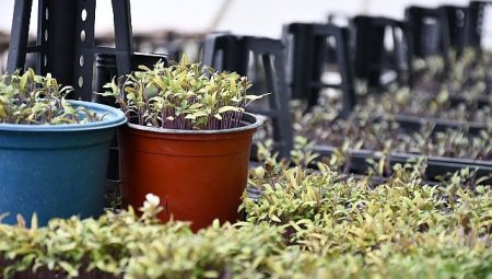 Lüleburgaz Belediyesi cet tohumlarını yaşatıyor