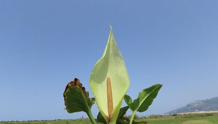 Milleyha kuşcennetinden yeni bir Yılanyastığı tipi keşfedildi: “Milleyha tırşığı”