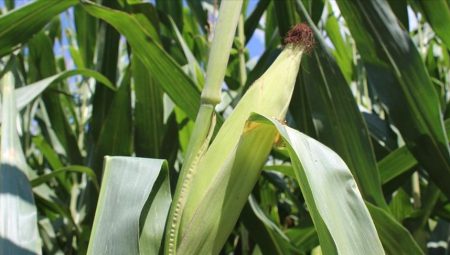 Yem sanayicilerinden mısırda yeni tarife kontenjanı talebi – Düzgün Haber