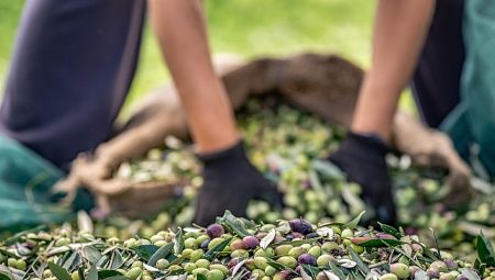 30 bin kilometre uçtular Türkiye’nin Avustralya’ya zeytin ve zeytinyağı ihracatını yüzde 143 artırdılar