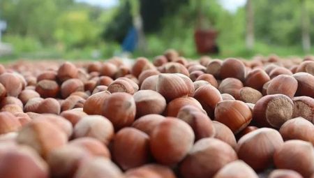 Fındık ihracatından 8 ayda 1,9 milyar doları aşkın gelir sağlandı – Düzgün Haber