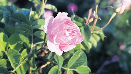 Isparta gülleri dünya annelerine ulaşacak – Düzgün Haber