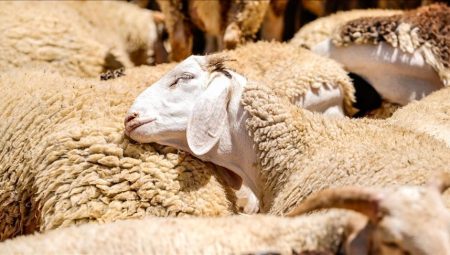 Küçükbaş kurbanlık arzında kahır beklenmiyor – Düzgün Haber