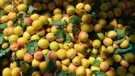 Malatya’dan 23 milyon dolarlık dış satım – Düzgün Haber