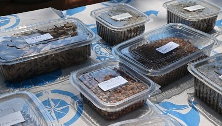 Manisa Tarzanı’nın İzinde Tohumlar Tabiatla Buluşacak