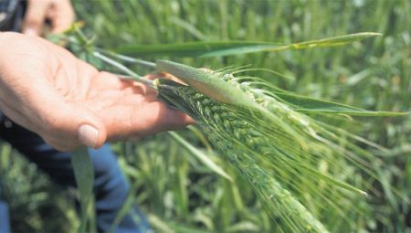 Nisan yağışı yetmedi hububat randımanı azalacak – Düzgün Haber