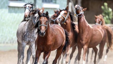 TİGEM 60 safkan Arap koşu tayı satacak – Düzgün Haber