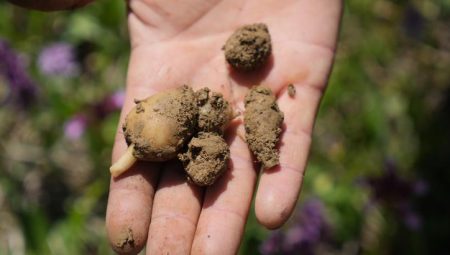 ‘Topraktan çıkan altın’ diye tabir ediliyor! Kilosu 3 bin lira – Düzgün Haber