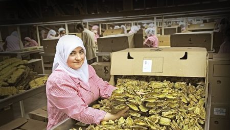 Tütün kesimi 7 yıl sonra ihracatta 1 milyar dolar hududunu aştı