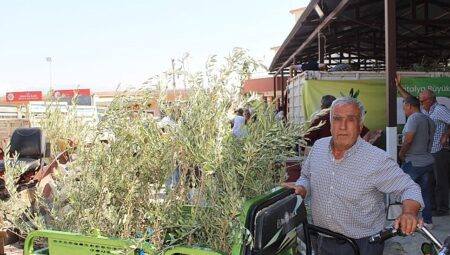 Büyükşehir’den 19 ilçeye 40 bin zeytin fidanı takviyesi