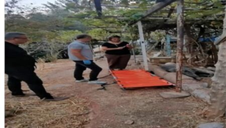 Ateşli silahla yaralanan domuz Doğal Ömür Parkı’nda sıhhatine kavuştu
