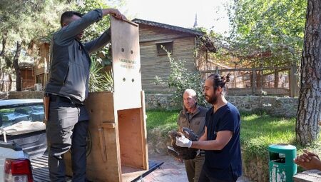 Büyükşehir Doğal Ömür Parkı’nın tedavi edilen Yılan Kartalı tabiata geri döndü