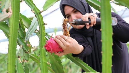 Büyükşehir’den üreticilere katma kıymeti yüksek alternatif eser dayanağı