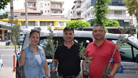 Büyükşehir’den üreticiye zeytin fidanı takviyesi