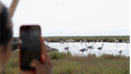 Flamingo Yolu çeşitleri başladı