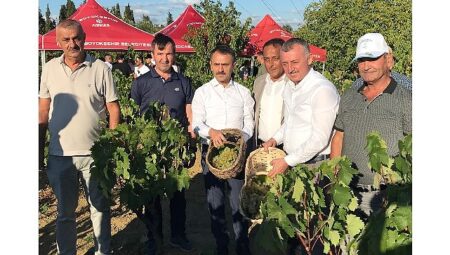 Lider Büyükakın, İzmit’te üzüm hasadına katıldı
